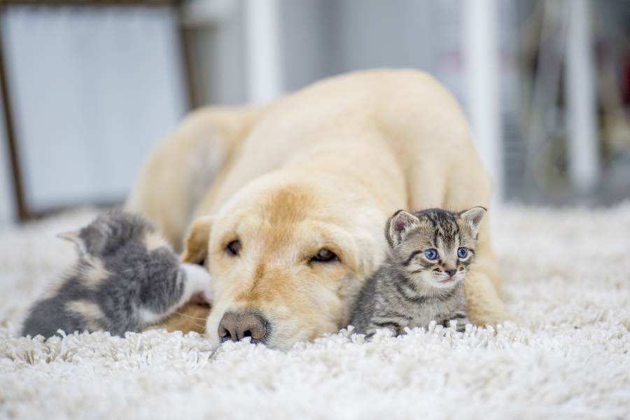 Carpet Cleaning in the Chicago Heights, Illinois Area by Lock Pro Cleaning Services LLC